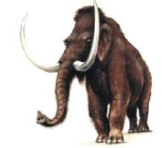 Mamut